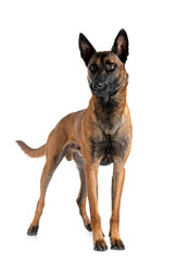 Canvas Print -  malinois in studio