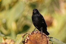 Closeup Shot Of A Tricolored Blackbird On The Sunflower