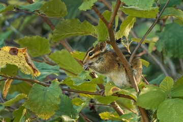 Poster - Sonoma chipmunk settled on a tree branch and eating a nut