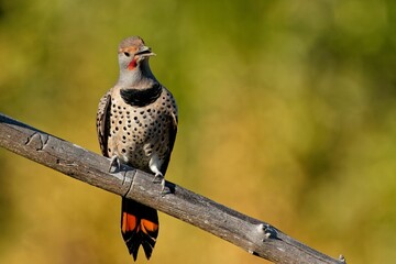 closeup shot of a northern flicker on the branch of a tree