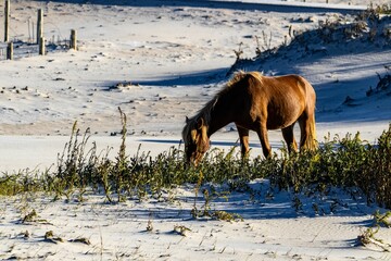 Sticker - Closeup of a Cumberland Island horse grazing