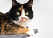 A Domestic Tricolor Cat Sits On A Cat Scratching Post