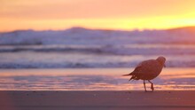 Slow Motion Telephoto Shot Of A Seagull Walking Along Ocean Waves In Beautiful Sunset