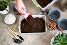 Preparation Of Soil Substrate For Planting Houseplant Into A Pot