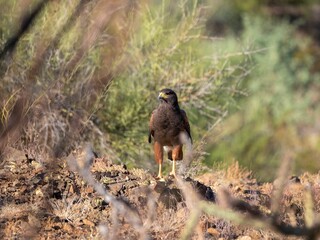 Canvas Print - Selective focus shot of Harris's hawk standing on stone surrounded dry grass in autumn forest