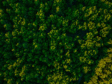View Of The Forest From The Drone. Concept Of Forest And Trees From The Air. Taking Care Of The Environment.