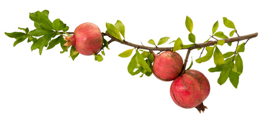 pomegranate branch with three ripe fruits and leaves isolated on white, clipping path, copy space