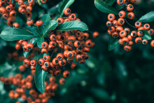 A Close-up Of The Evergreen Plant - The Red Column (pyracantha Coccinea). Shallow Depth Of Field, Copy Space.