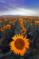 Wall Mural - Sunflower field in Macedonia