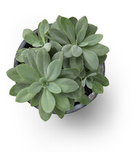 Bunch / Group Of Succulents Potted In A Grey Vintage French Zinc Pot, Isolated, Flat Lay / Top View With Subtle Shadow