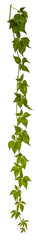 Fototapete - branch of a hanging down vine plant on transparent background - climbing plant - high resolution - alpha channel - png - nature element - image compositing - jungle - nature - forest