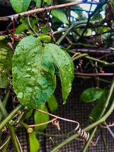 Passion Fruit Leaves With Water Droplets