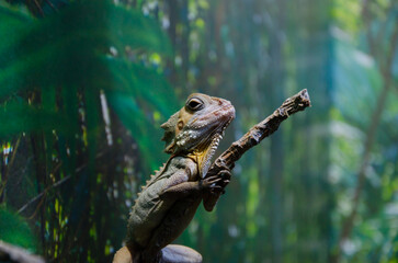 Lizard on branch of a tree