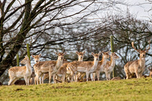 Large Herd Of Fallow Deer Hinds Or Does And Two Stags Stood On A Grassy Mound Staring At The Camera In The Grounds Of Ripley Castle, North Yorkshire, UK.