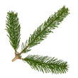 Top branch of the Nordmann Fir Christmas Tree. Green pine, spruce branch with needles. Isolated on white background. Closeup top view