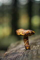 Poster - Vertical shot of a mushroom growing on the wood in the forest in a shallow focus