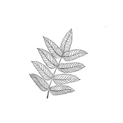 Wall Mural - twig plant with leaves illustration freehand. botanical tattoo idea