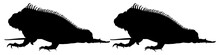 Silhouette Of Iguana Reptiles (a Genus Of Herbivorous Lizards That Are Native To Tropical Areas Of Mexico, Central America, South America, And The Caribbean). Format PNG