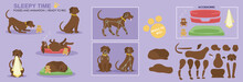 Sleepy Dog Poses Positions And Ready To Rig For Animation Vector. Comes With Accessories Such As Dog Basket, Teddy Bear And Blanket. Multiple Angles Of The Dog. Chocolate Labrador. 