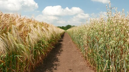 Fotomurales - Dirt path between cultivated oats and wheat parcels in farm field