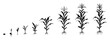 Cycle of growth of corn in form of black silhouette. Infographic of staged germination of plant seed.
