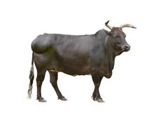  Black Zebu Cattle Isolated On White Background