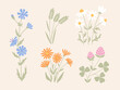 Pastel set of wildflowers. Clower, daisy, chamomile, calendula, chicory, meadow grass. Herbaceous plant collection