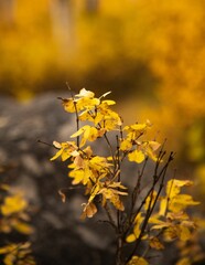 Poster - Vertical shot of a thin tree growing in a forest during the autumn season