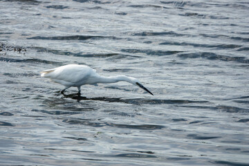 Poster - egret a white heron looking for fish in the sea