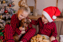Children In Red Pajamas And Santa Hats And Their Dog Dachshund Eat Christmas Cookies In The Kitchen