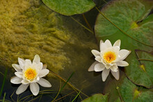 Lily In A Pond With Water Drops, Lotus, Open Lotus, Lotus Pond, Lotus On The Water