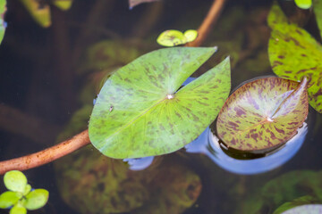 Wall Mural - lotus leaves close up in the pond