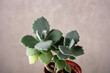 Cotyledon tomentosa - succulent with shaggy leaves, selective focus, copy space