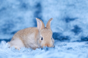 Wall Mural - Cute little rabbit on green grass with natural bokeh as background during spring. Young adorable bunny playing in blue fur carpet as in the sky concept. Lovely baby pet.