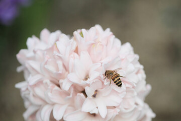 Wall Mural - traditional easter flowers, flower background, easter background 17 March 2012