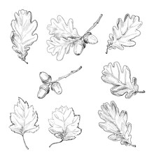 Oak Leaves. Vintage Hand Drawn Botanical Vector Illustration.
