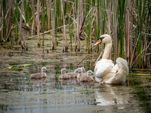 White Swan Swimming In The Lake With Newborn Chicks	
