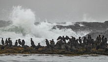 A Flock Of Cormorants Watches The Stormy Seas In Autumn In Coastal Maine,