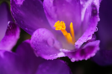 Sticker - Blue blooming Crocus