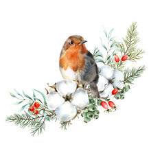 Watercolor Christmas Illustration Of Fir Branches, Cotton Flowers, And Robin Bird