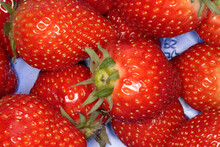 Eine Reife Ernte Von Erdbeeren (Fragaria  Ananassa) Thueringen, Deutschland, Europa --
A Ripe Crop Of Strawberries (Fragaria Ananassa) Thuringia, Germany, Europe