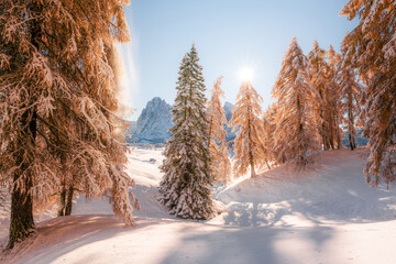 Wall Mural - Picturesque landscape with orange larches covered by first snow on meadow Alpe di Siusi, Seiser Alm, Dolomites, Italy. Snowy mountains peaks on background