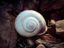 Close Up Photo Of An Empty White Snail Shell Lying On A Ground. Gold Ratio In Nature