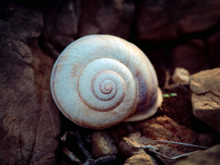 Close up photo of an empty white snail shell lying on a ground. Gold ratio in nature