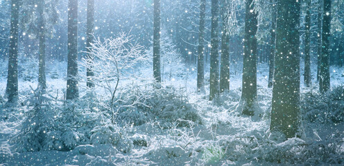 Wall Mural - winter landscape with forest and sun shines through snow covered trees.