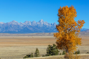 Sticker - Autumn in Grand Teton