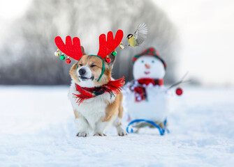 Sticker - cute corgi dog in reindeer horns with a bird carries a sleigh with a snowman in the Christmas park