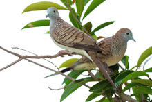 Closeup Of Two Wild Zebra Doves Relaxing On Houseplant Branches