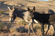 Pair Of Wild Burros In Brown Gray Color Hues Walk Side By Side Together Along The Scrub Brush Within The Mojave Desert In Search Of Food