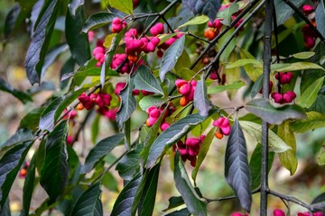 Sticker - Euonymus Europaeus Red Cascade Plant